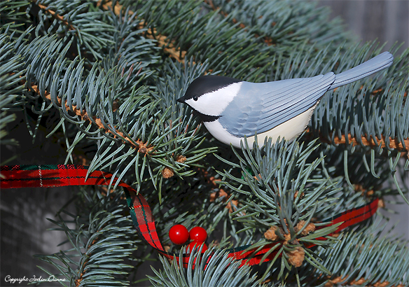 Black Capped Chickade with green wire clip perching on an evergreen branch.