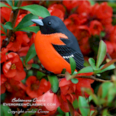 Baltimore Oriole in the quince bush.