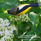 Evening Grosbeak in the white lilac bush.