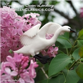 Trumpeter Swan landing amongst lilacs.