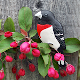 Rose Breasted Grosbeak on a Crabapple branch.