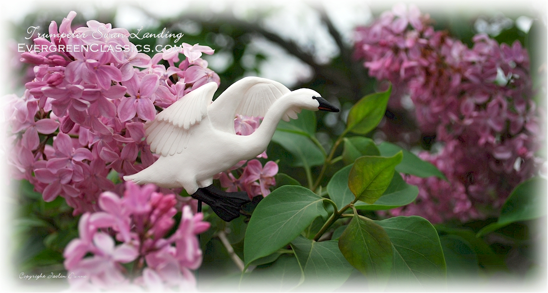 Trumpeter Swan landing Christmas ornament, lilacs